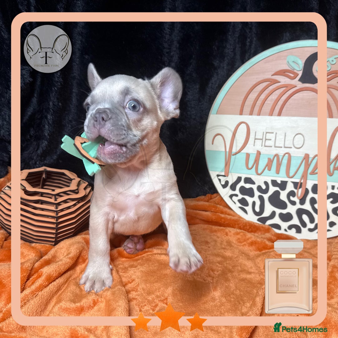 French Bulldog dogs for sale: Hello Pumpkin KC Frenchie Bulldogs A* Ready Soon! - Image 20
