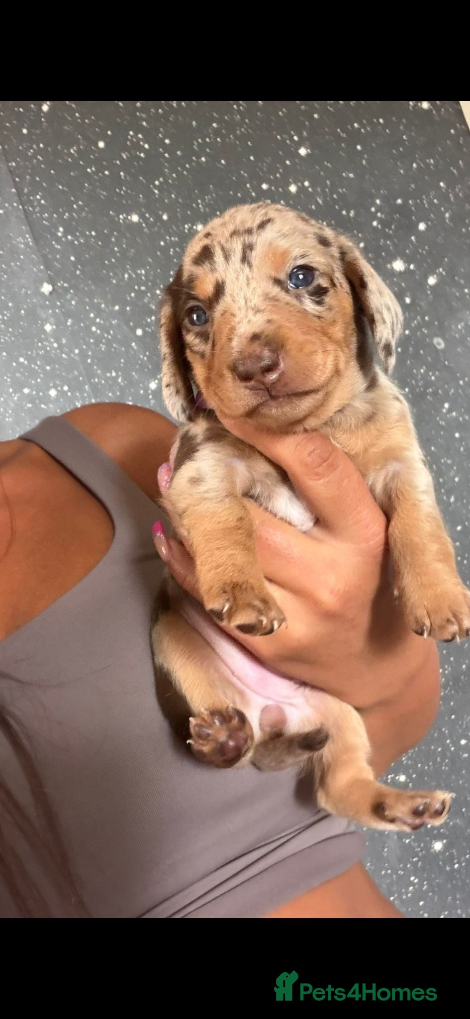 Dachshund dogs KC Registerd miniture daushands - Advert 1