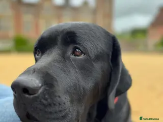 Labrador Retriever dogs Labrador, proven, health tested, show bred - Advert 1