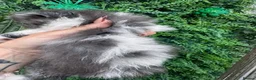 Exotic cats for sale: Exotic Persian  - Advert 3