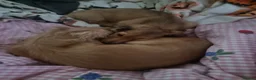 Dachshund dogs for sale: Kc long haired mini cream dashounds boys - Advert 4