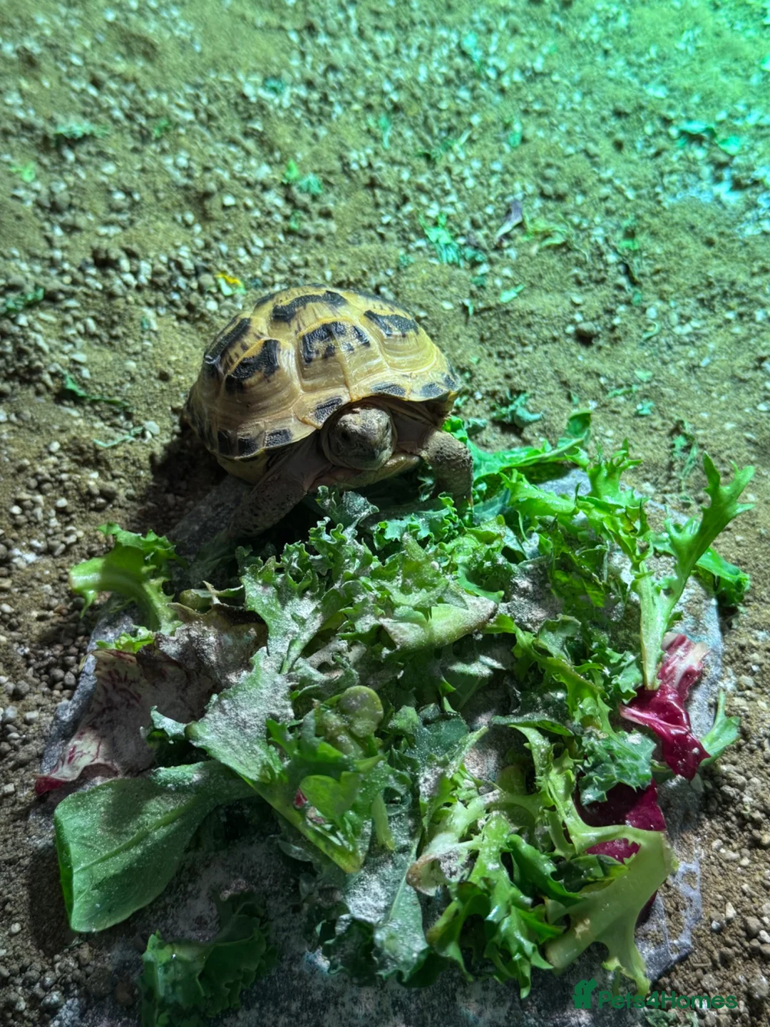 Tortoise reptiles for sale: Tortoise and set up for sale  in Manchester - Advert 2