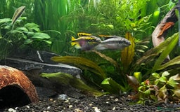 Shrimps fish for sale: Multiple fish & shrimp, please see description  - Image 8