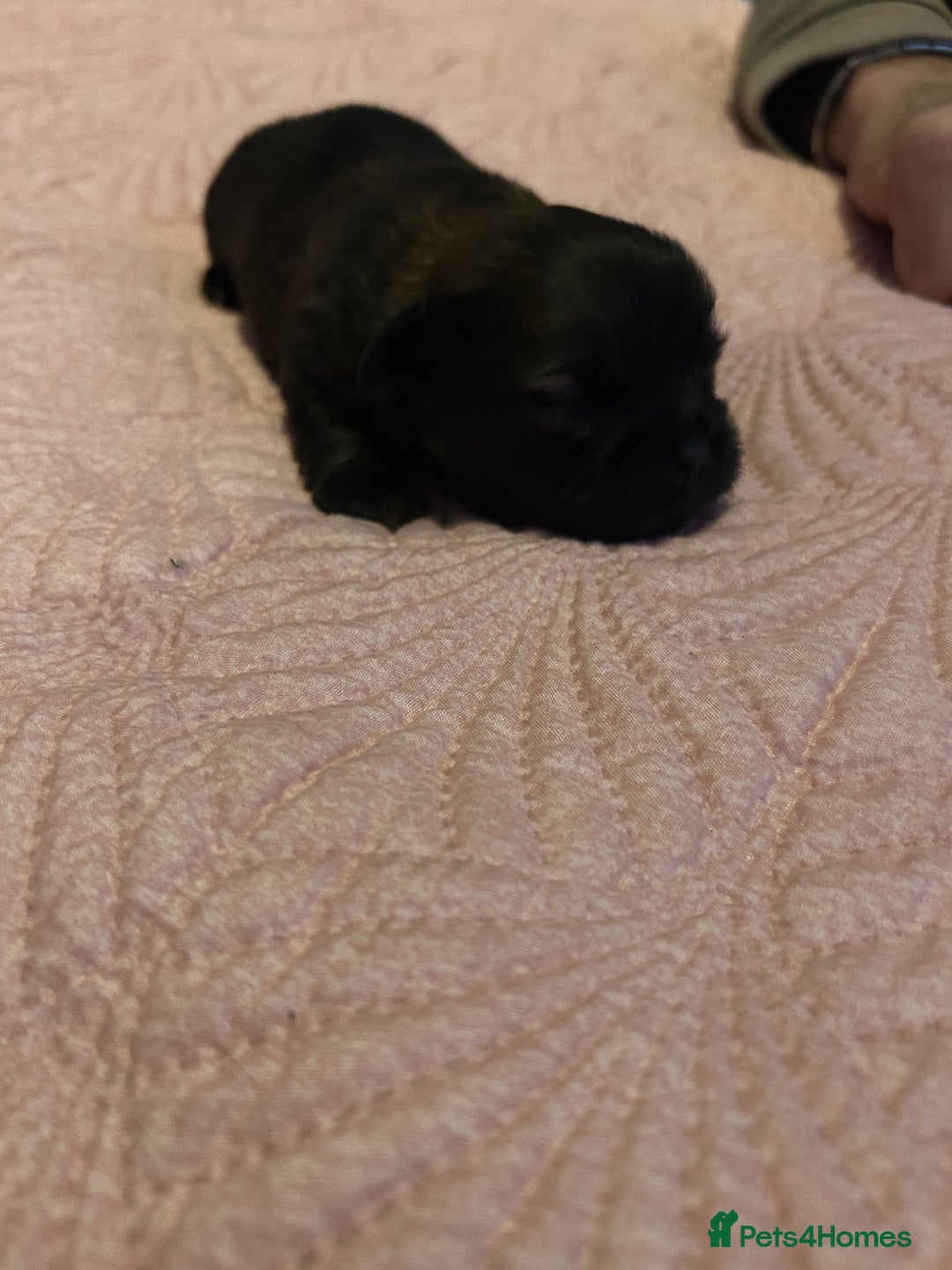 Shih Tzu dogs for sale: One dark brown male shihtzu - Advert 5