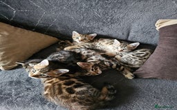 Bengal cats for sale: Bengal kittens  - Image 8