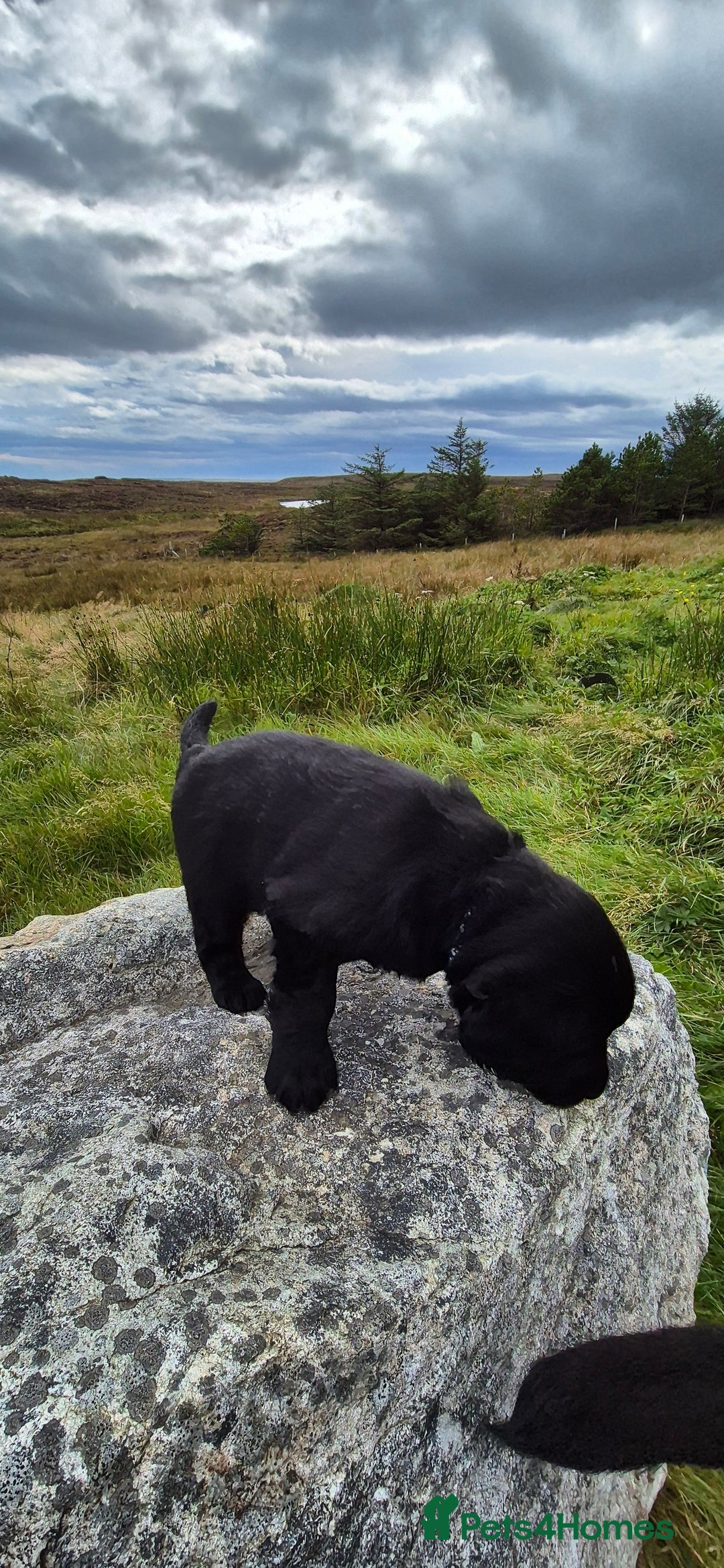 Flat coated Retriever dogs for sale: Flat coat retriever  - Image 32
