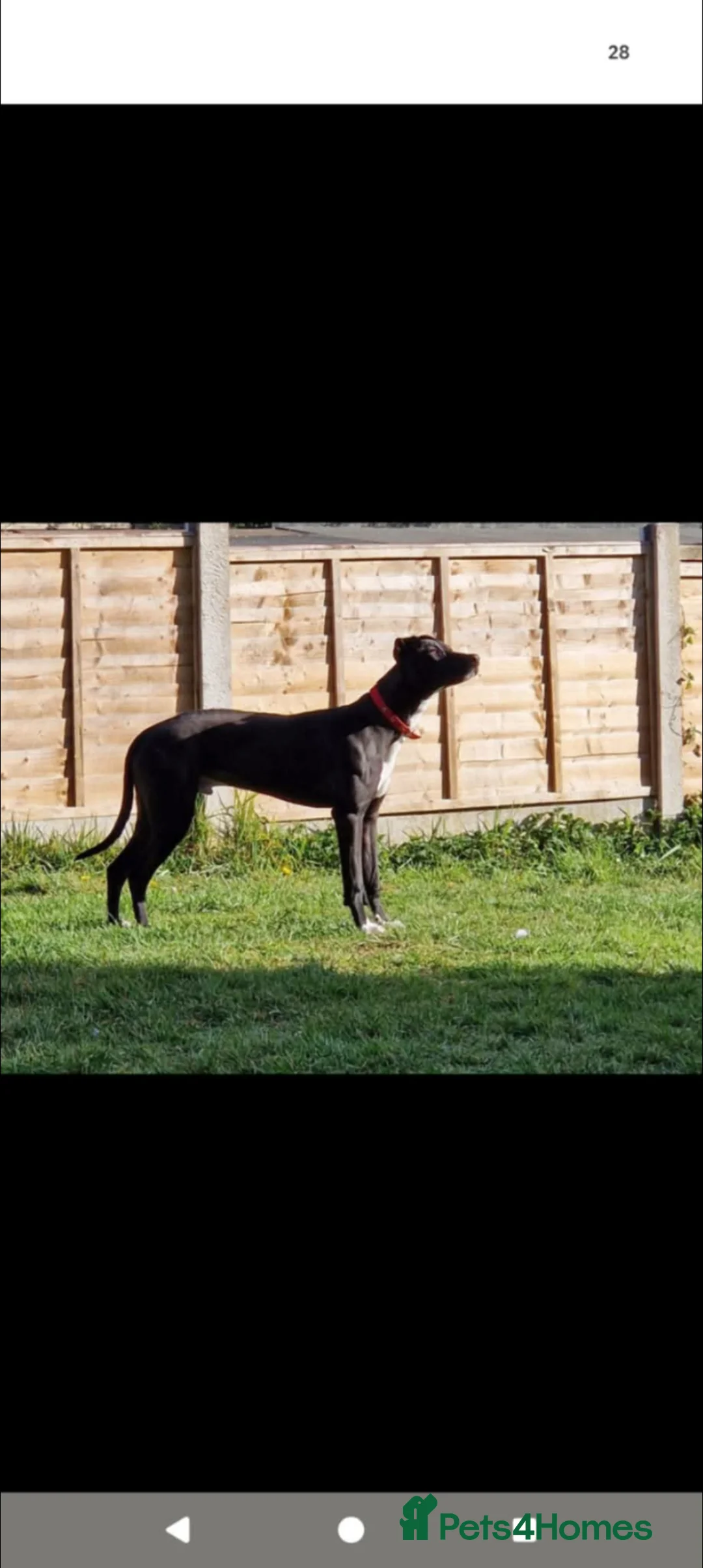 Mixed Breed dogs for sale: Lurcher male in Lichfield - Advert 1