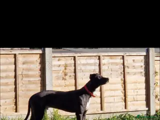 Mixed Breed dogs Lurcher male - Advert 2