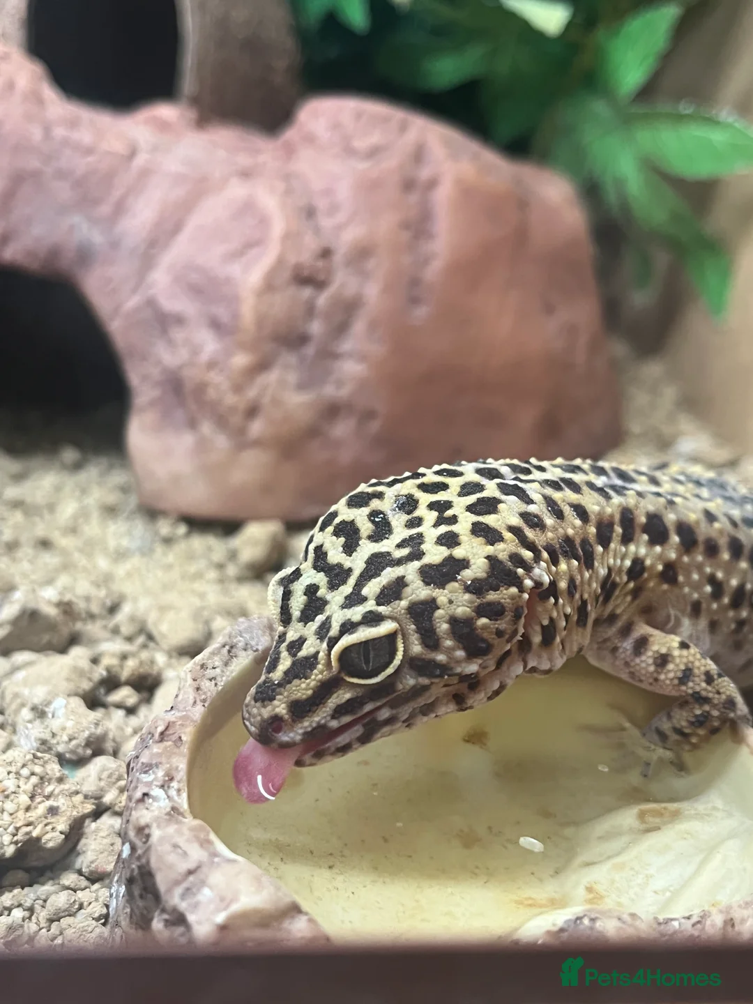 Leopard Gecko reptiles for sale: Female leopard geckos - Advert 4