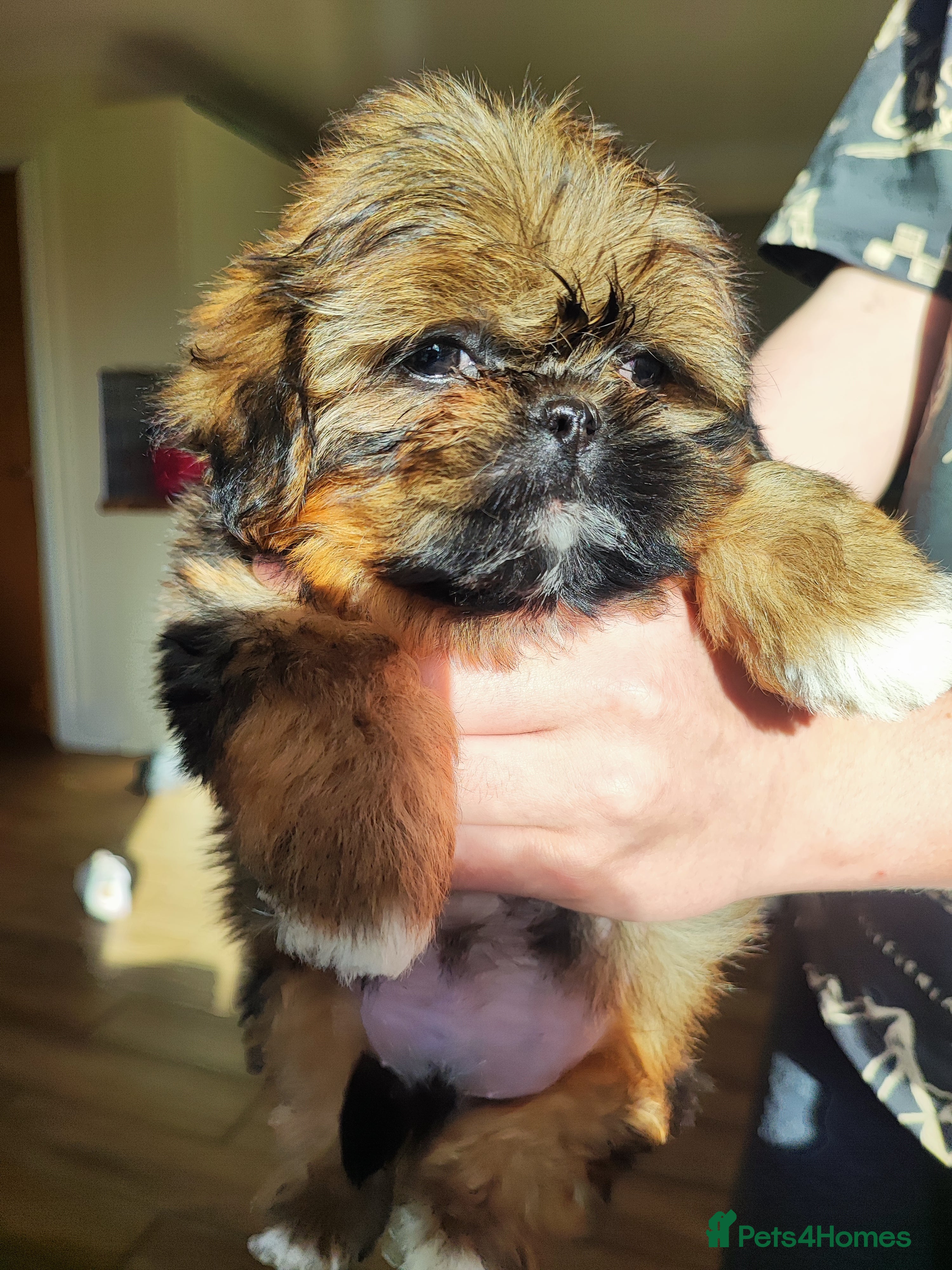 Shih Tzu dogs Beautiful imperial shih tzu puppies  - Advert 1