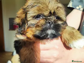 Shih Tzu dogs Beautiful imperial shih tzu puppies - Advert 1