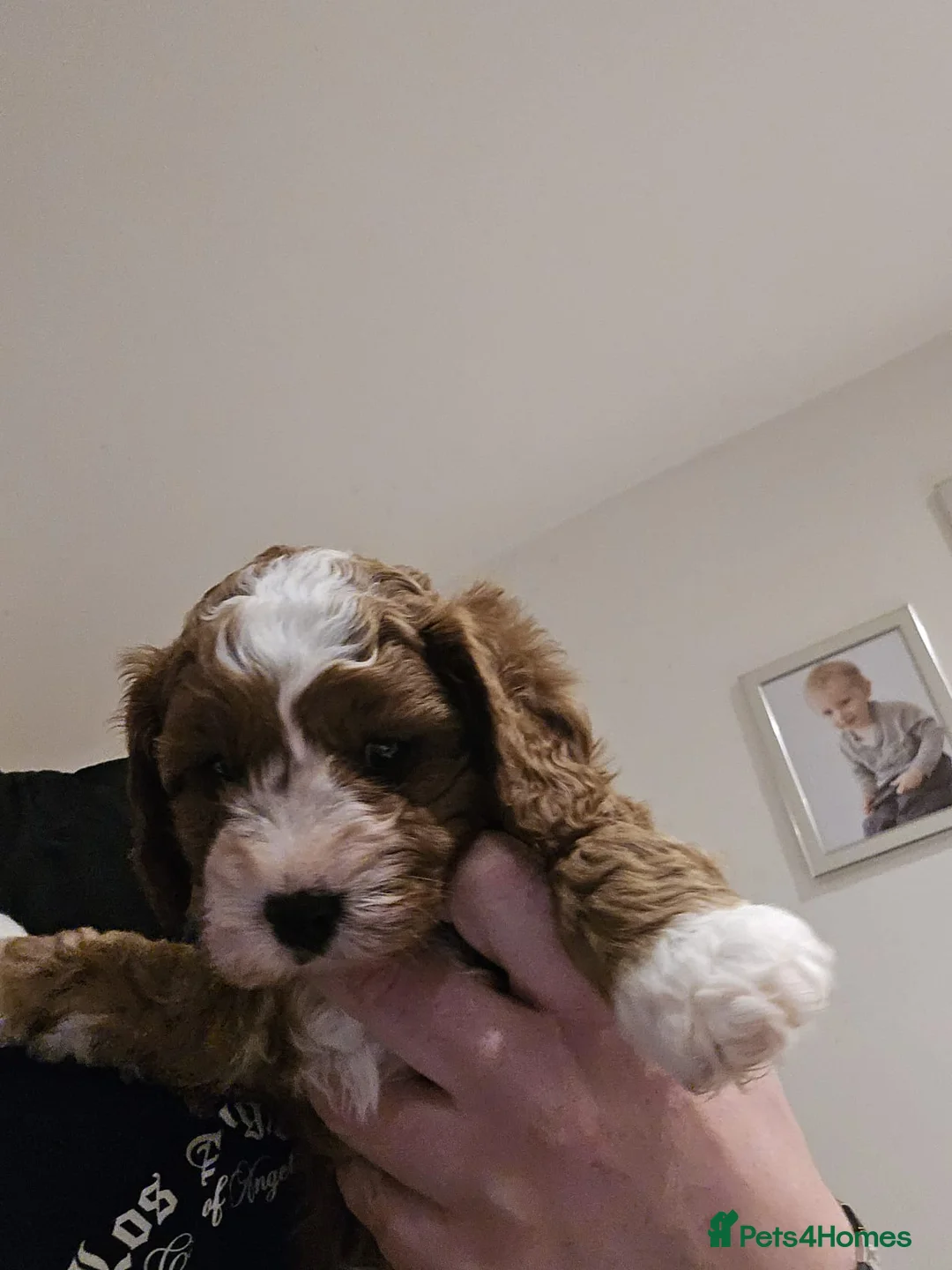 Cavachon dogs for sale: Gorgeous Cavachon Boy - Advert 6