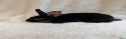 Rex rabbits for sale: 2 beautiful Rex girls  - Advert 3