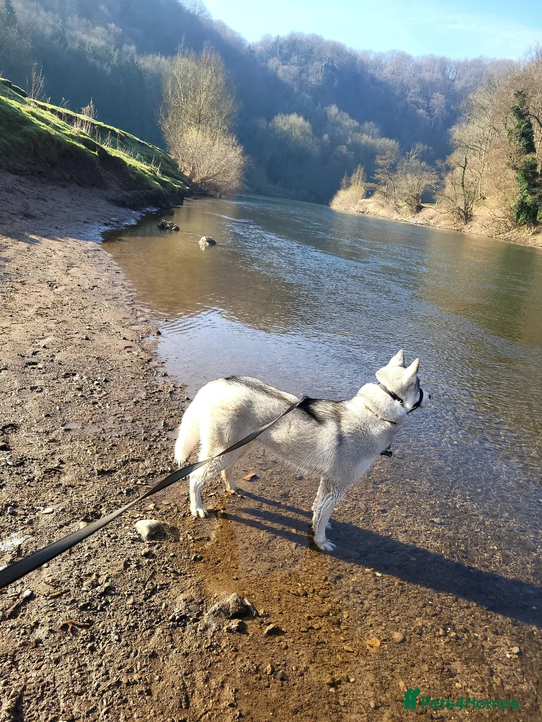 Siberian Husky dogs for stud: Husky for Stud in Drybrook - Advert 2