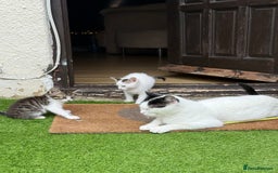 Mixed Breed cats for sale: FREE KITTENS ready 4home💖2 kittens open to offers - Image 2