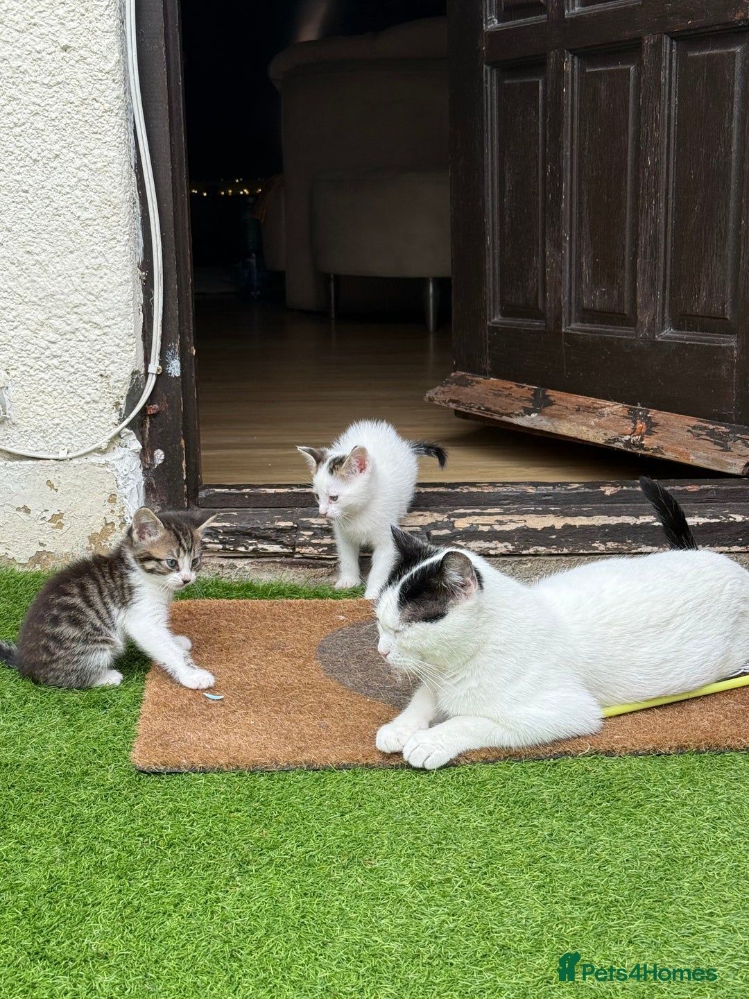Mixed Breed cats for sale: FREE KITTENS ready 4home💖2 kittens open to offers - Image 2