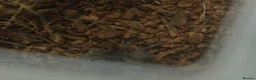 Tarantulas invertebrates for sale: Tarantulas for sale - Advert 3