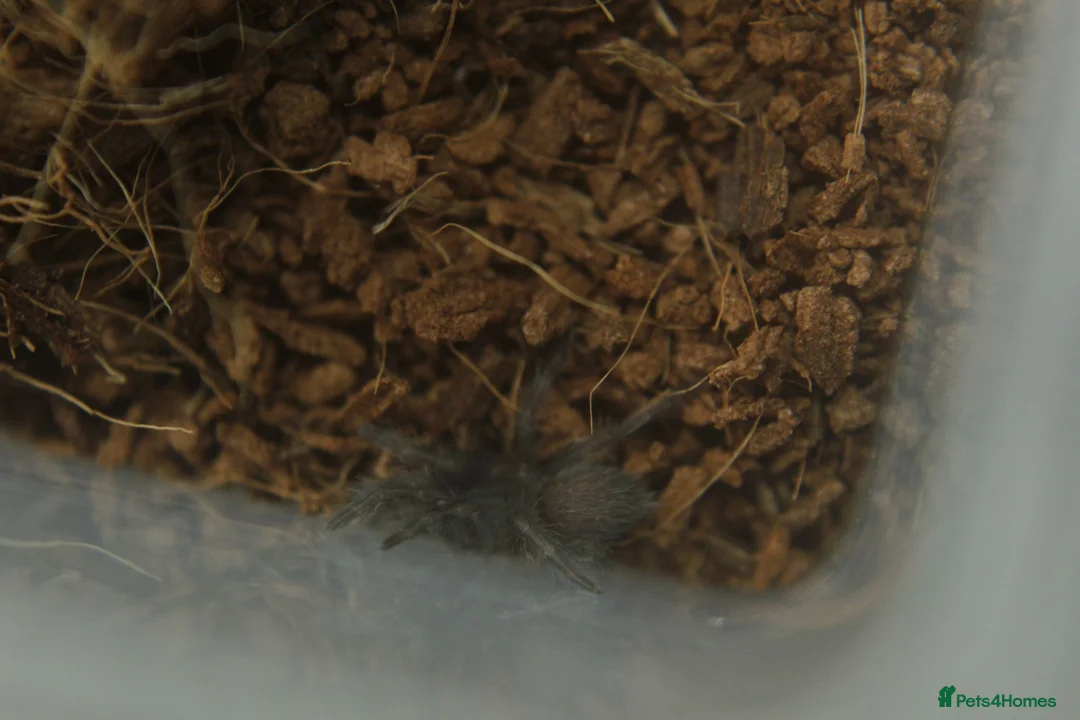 Tarantulas invertebrates for sale: Tarantulas for sale - Advert 3