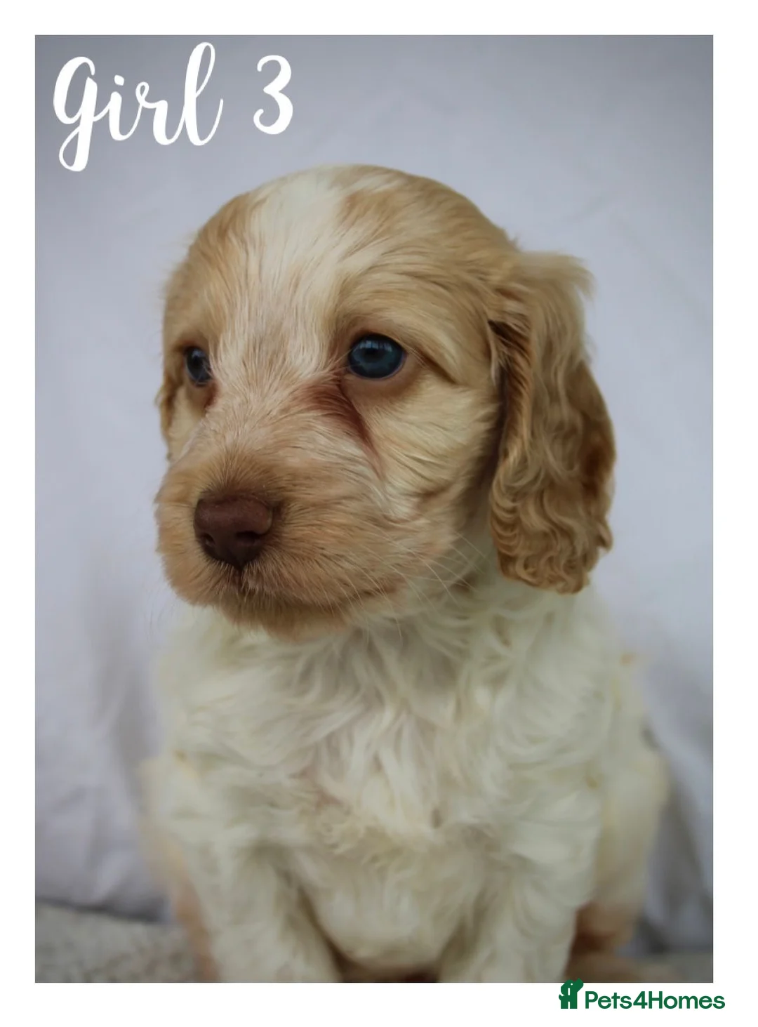 Cockapoo dogs for sale: Beautiful Health Tested F1 Cockapoo Puppies - Advert 31