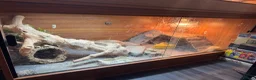 Bearded Dragon reptiles for sale: Bearded dragons & geckos  in Hereford - Advert 6