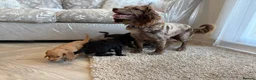 Cocker Spaniel dogs for sale: Cocker spaniel pups - Advert 21