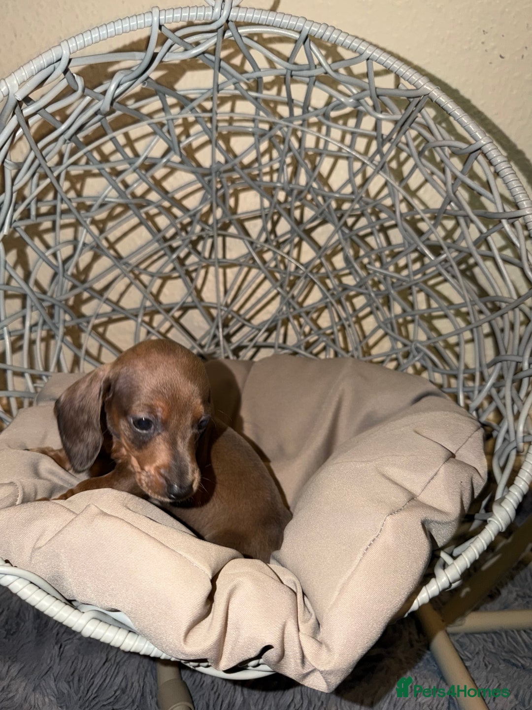 Dachshund dogs for sale: Dachshund Puppies Available 🐾 - Advert 13