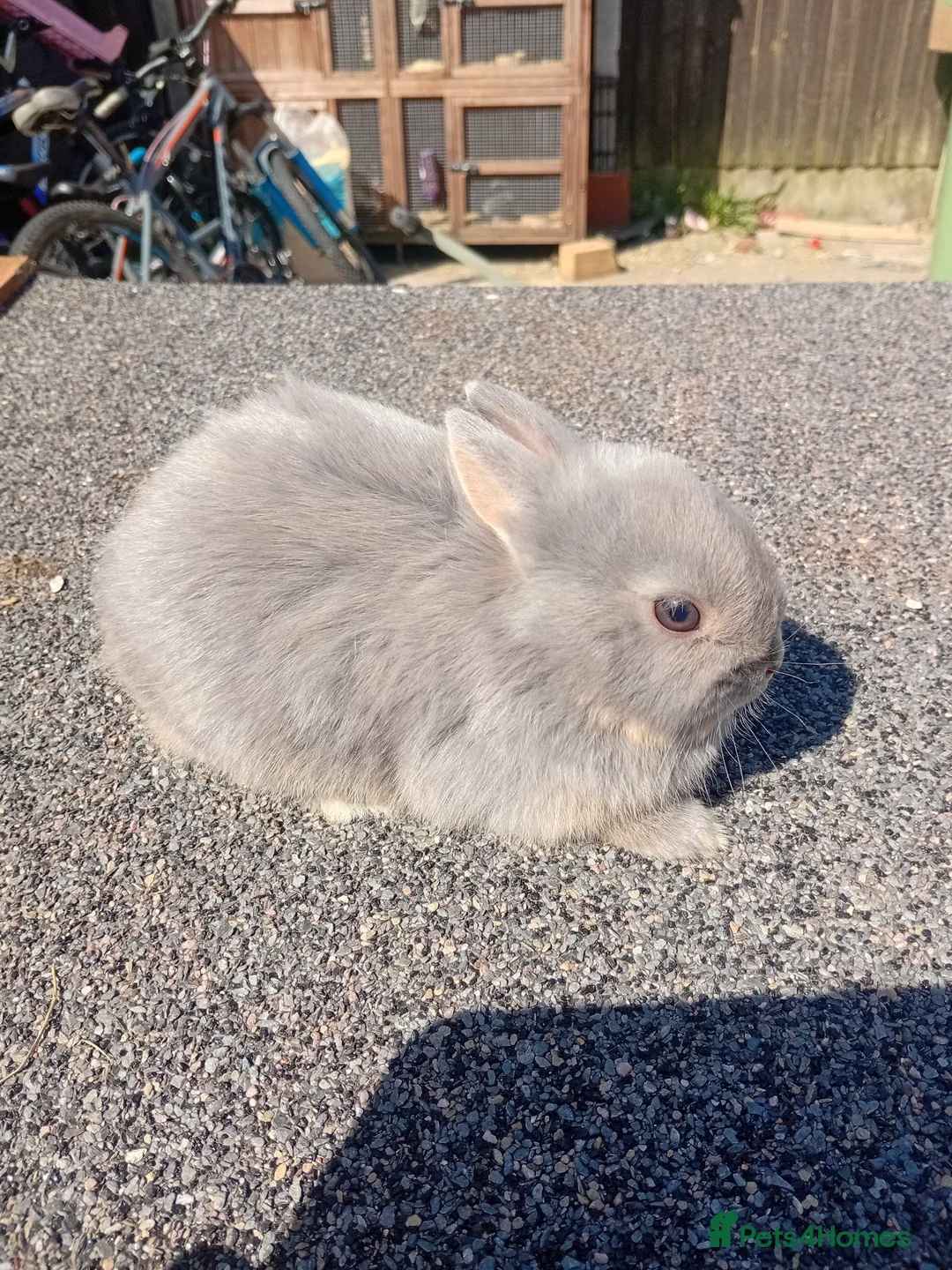 Netherland Dwarf rabbits for sale: Netherland dwarf baby 1 boy available  - Advert 2