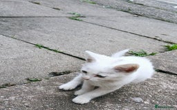 European cats for sale: Cats  - Image 2