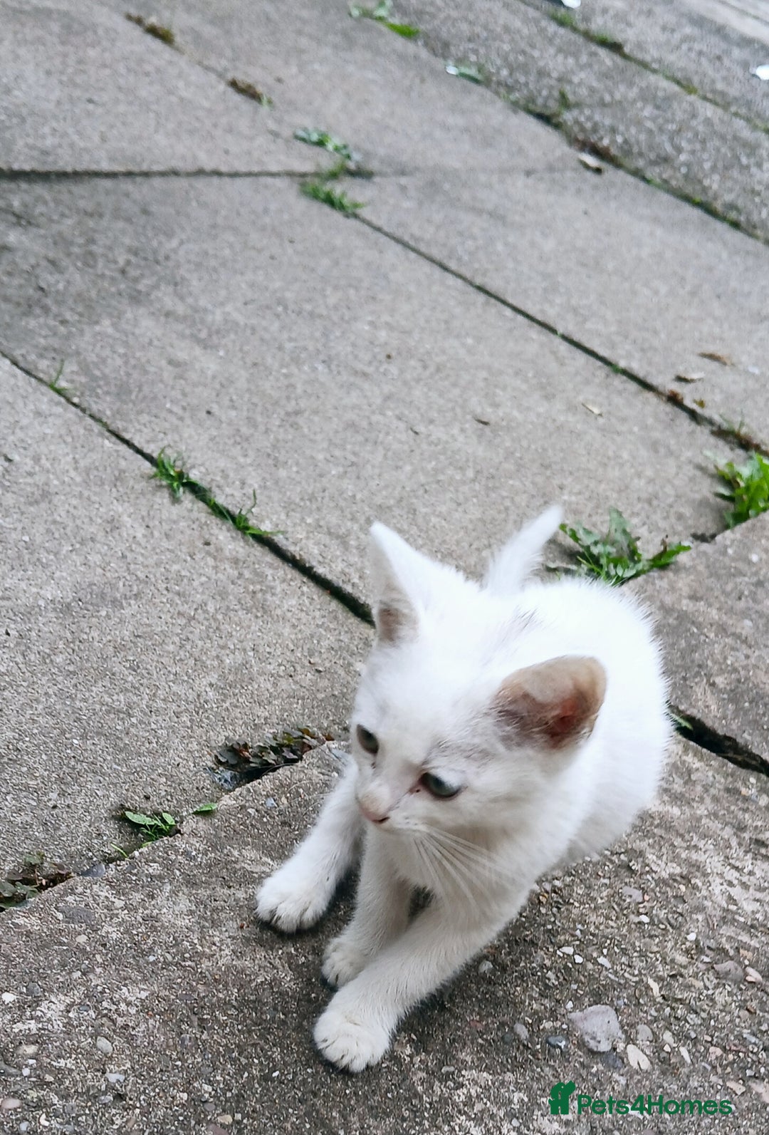 European cats for sale: Cats  - Image 2