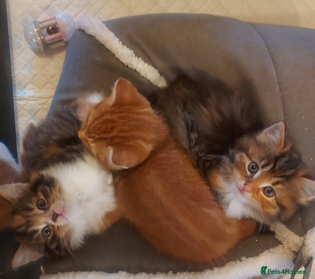 Norwegian Forest Cat cats for sale: Norwegian forest cross kittens - Image 6