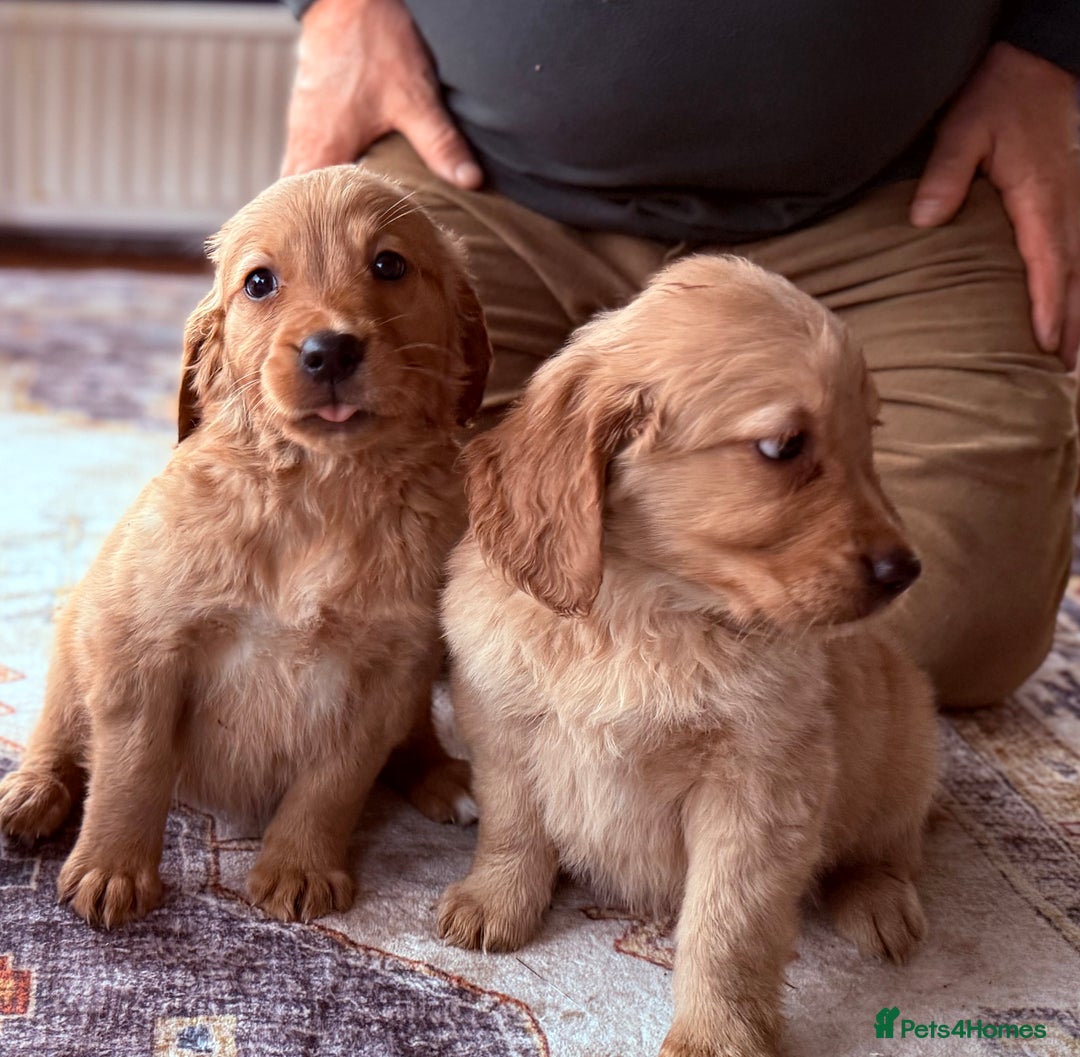 Golden Retriever dogs for sale: Golden retriever puppies - Image 8