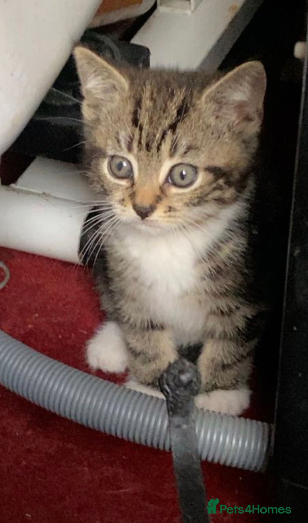Domestic Shorthair cats for sale: Kittens ready for Their forever home 🐾  - Image 4
