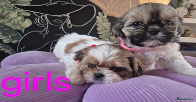 Shih Tzu dogs - Advert 11
