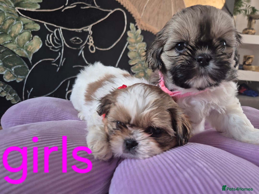 Shih Tzu dogs for sale: Cute Shih-Tzu puppies😍😍😍 - Image 3