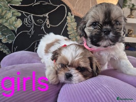 Shih Tzu dogs - Advert 4