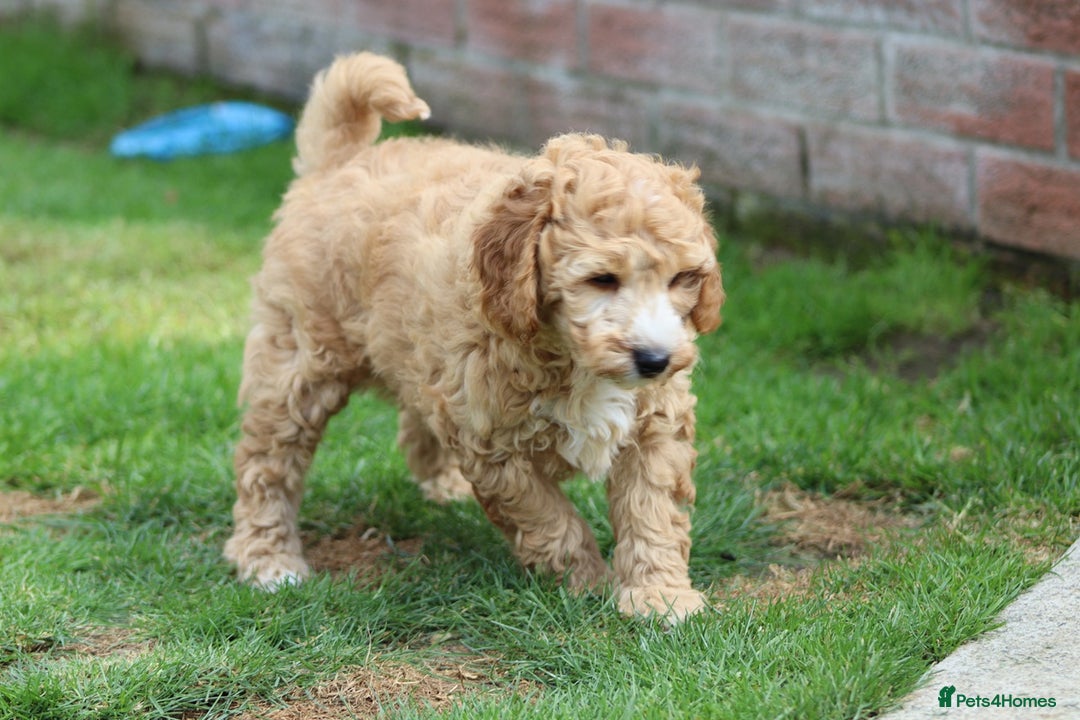 Cockapoo dogs for sale: Beautiful F1 Cockapoo puppies for sale - Image 8