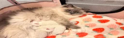 Ragdoll cats for sale: ✨ Full Pedigree Ragdoll Kittens – 2 Boys & 2 Girls - Advert 3