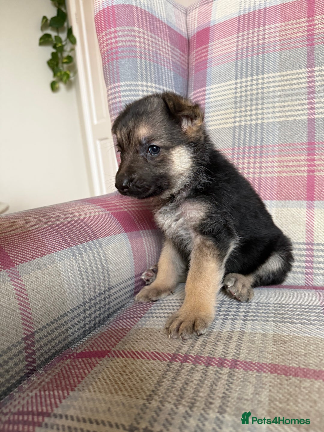 German Shepherd dogs for sale: Stunning German Shepherd Puppies - Advert 17
