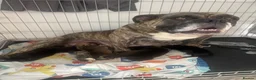 Mixed Breed dogs for sale: Old tyme babies in Wisbech - Advert 3
