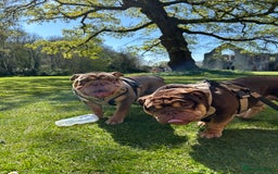 English Bulldog dogs for stud: Sons of king nemesis & epic bully (darling) in Southampton - Image 1