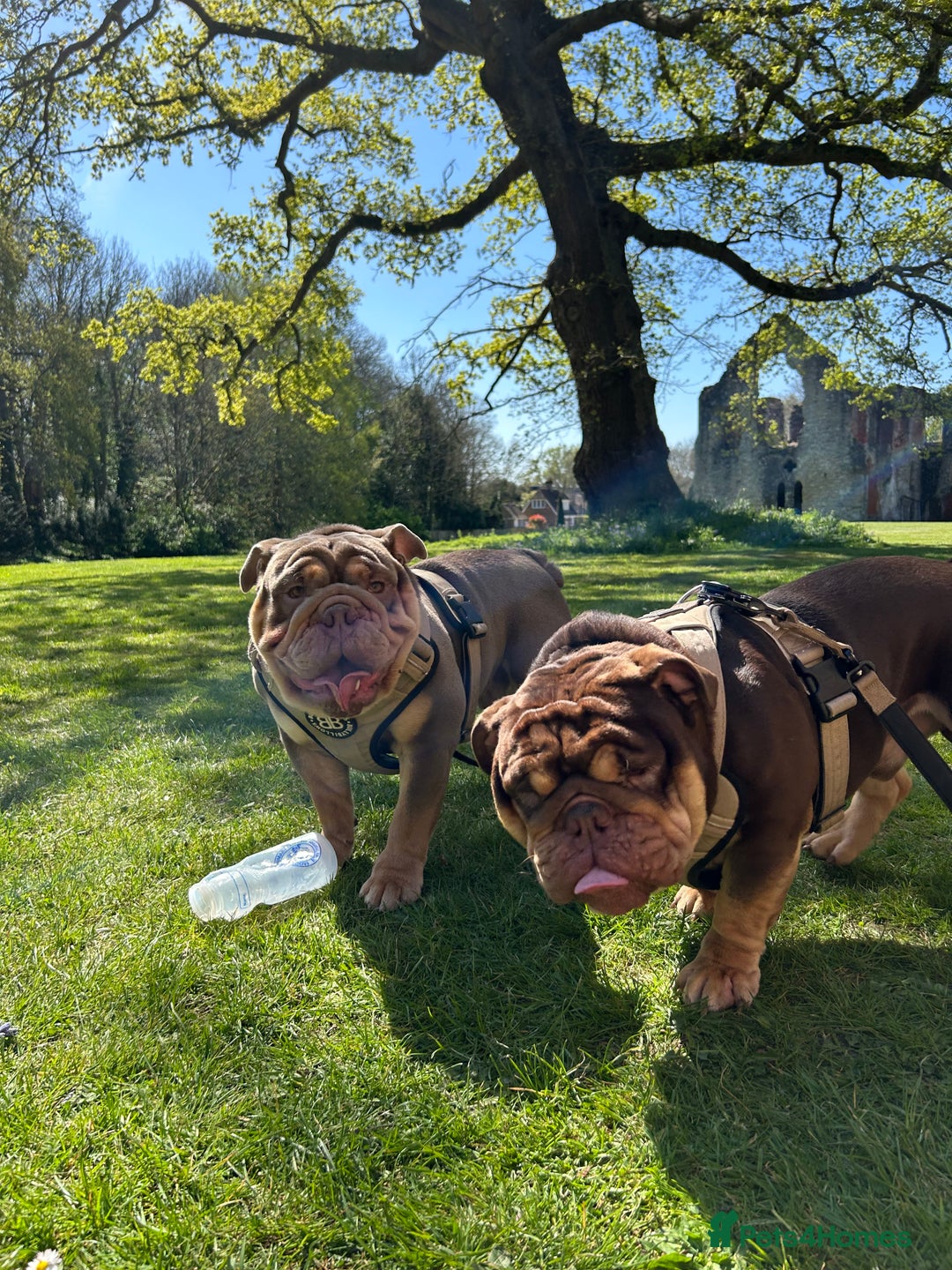 English Bulldog dogs for stud: Sons of king nemesis & epic bully (darling) in Southampton - Image 1