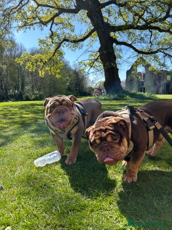 English Bulldog dogs in Southampton - Advert 4