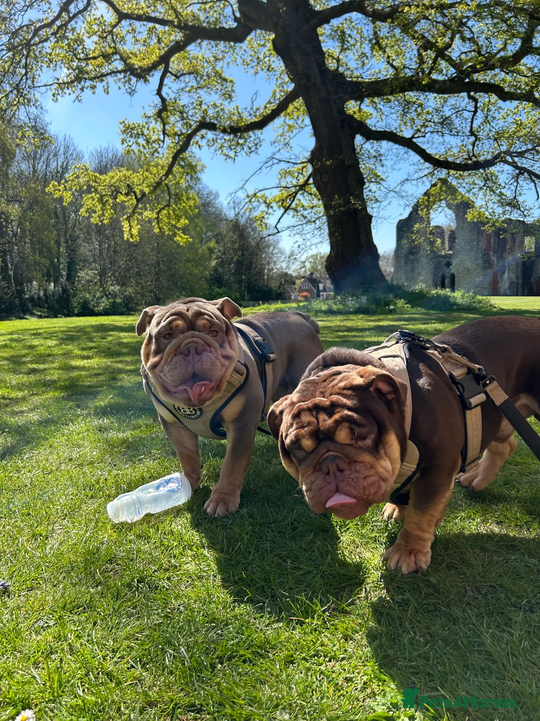 English Bulldog dogs for stud: Sons of king nemesis & epic bully (darling) in Southampton - Advert 4
