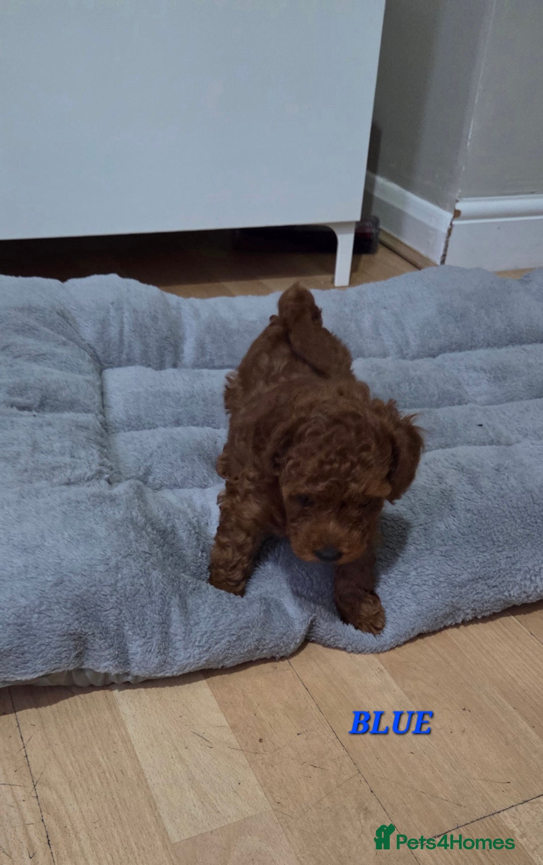 Mixed Breed dogs for sale: Toy / Aisan Poodle, Red Puppies - Advert 3