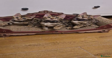 Bengal cats Beautiful kittens 🥰 - Advert 15