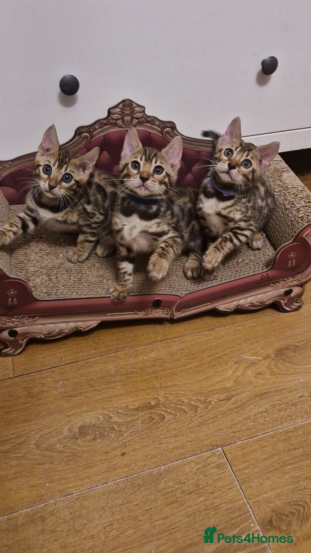 Bengal cats for sale: Beautiful kittens 🥰 - Advert 11