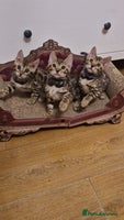 Bengal cats Beautiful kittens 🥰 - Advert 15