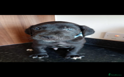 Mixed Breed dogs for sale: Great dane X Cane corso  - Image 15
