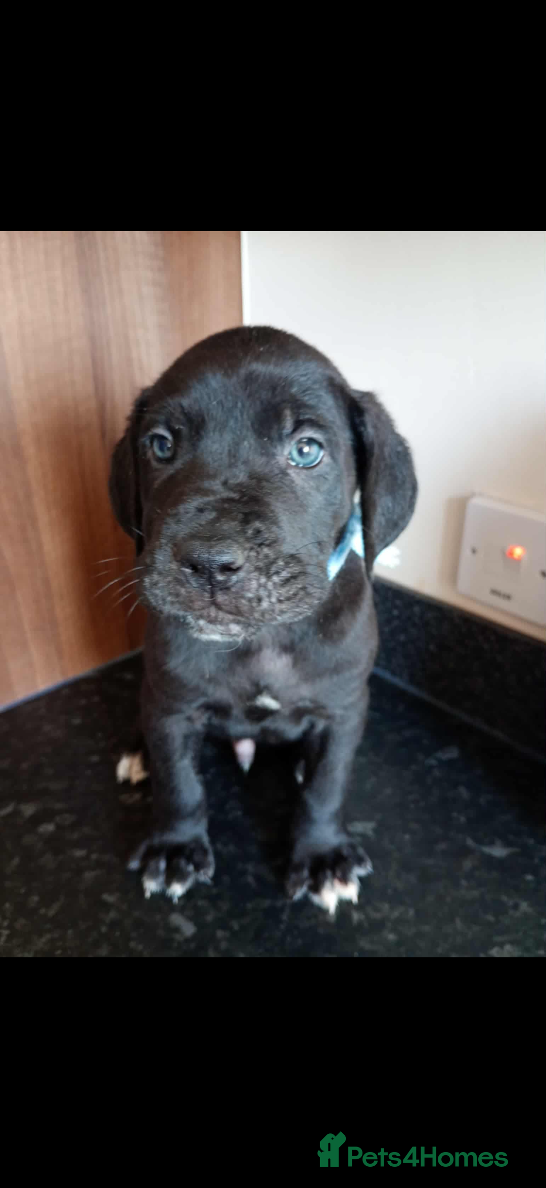 Mixed Breed dogs for sale: Great dane X Cane corso  - Image 15