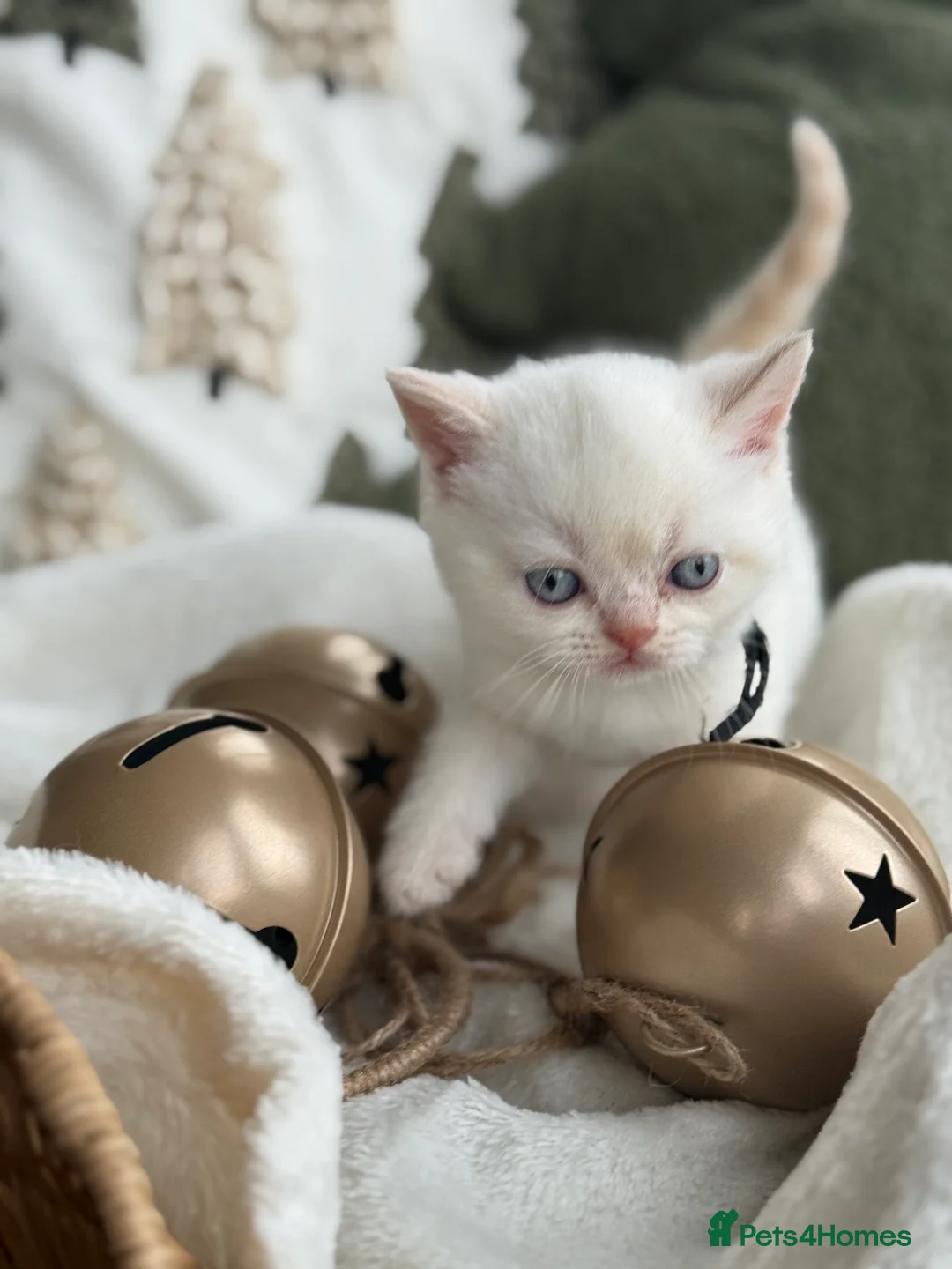 British Shorthair cats for sale: Lilac point female gccf reg - Advert 8